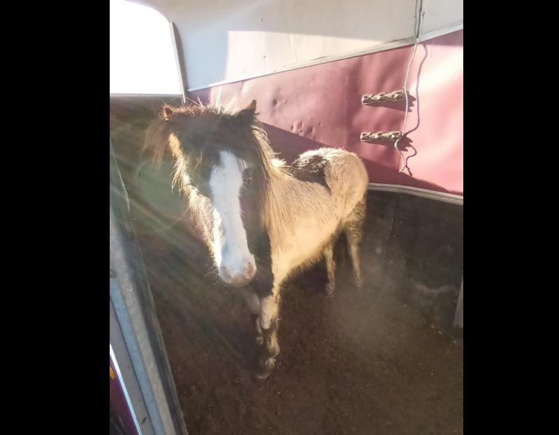 Man charged with 9 Animal Welfare Act offences arising from rescue of dogs and horses in Clonmel 