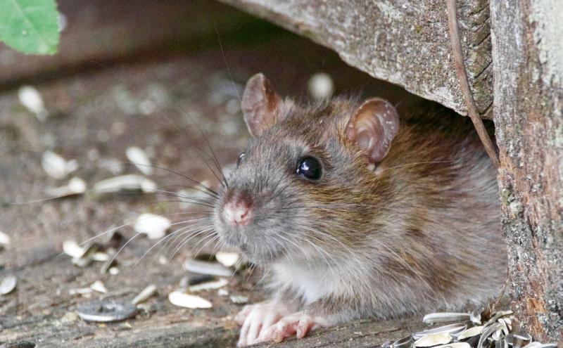 Fears raised about winter rat infestation in housing estate in Tipperary