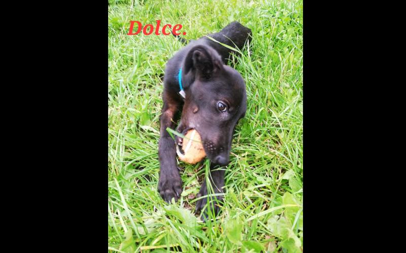 PET RESCUE: Lurchers - Ireland&rsquo;s forgotten dogs?