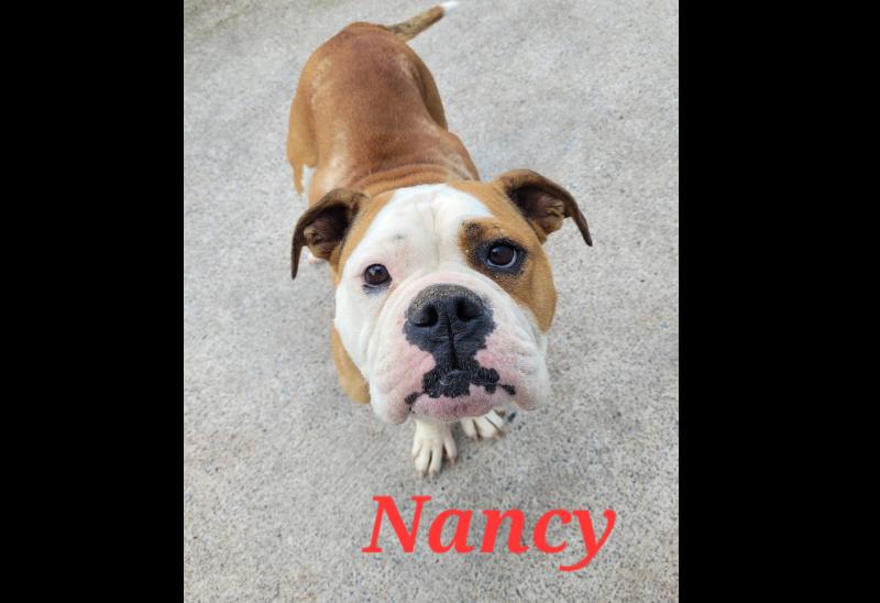 PET RESCUE: Welcome to Mo Chara Animal Rescue in Tipperary