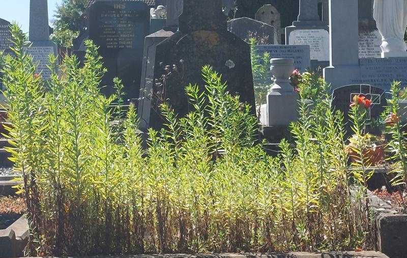 Grave concern over Thurles cemetery