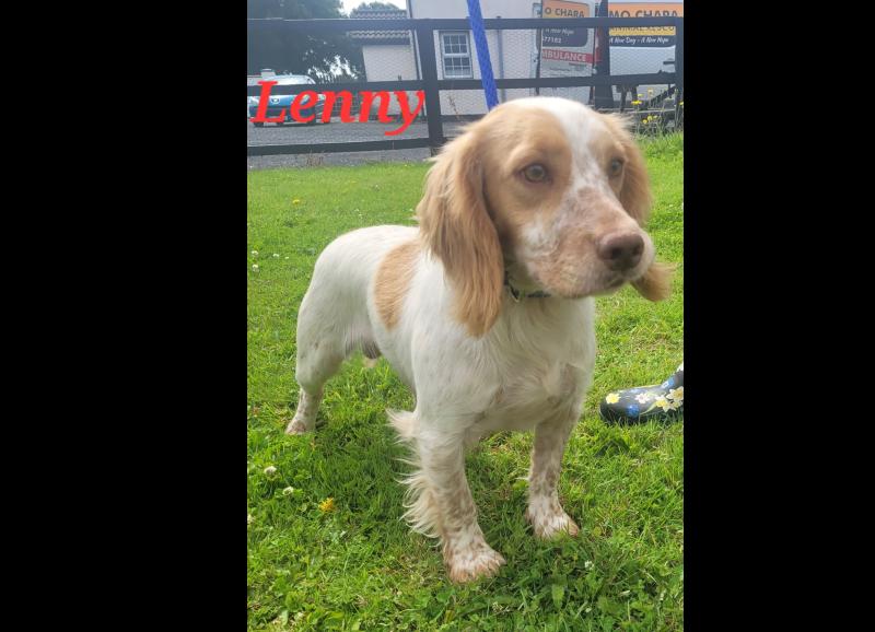 PET RESCUE: Are you thinking of adding a dog to your family?