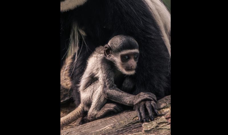 Tipp photographer finishes as runner-up in Fota Wildlife competition for rare species snap