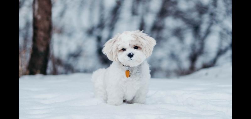 Wanted - pet-friendly accommodation in Tipperary's largest town