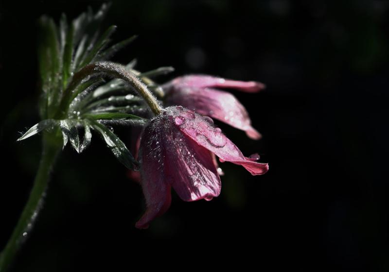 Tipperary village saddened by three deaths in Wicklow, Australia and Scotland