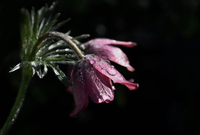 Sadness in Tipperary with passing of mother on Christmas Day