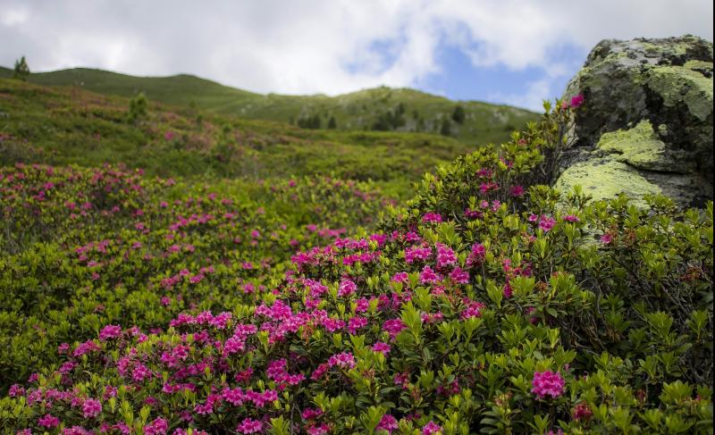 Attention Tipperary/Waterford walkers. Rhododendron Walking Festival AGM notice