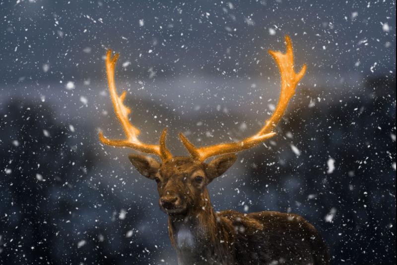 Tipperary villagers very angry after Christmas reindeer damaged in wanton act of vandalism