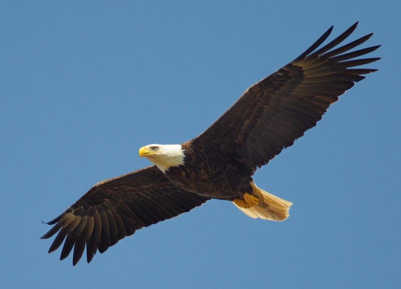 The Eagles are returning to Tipperary in 2024 