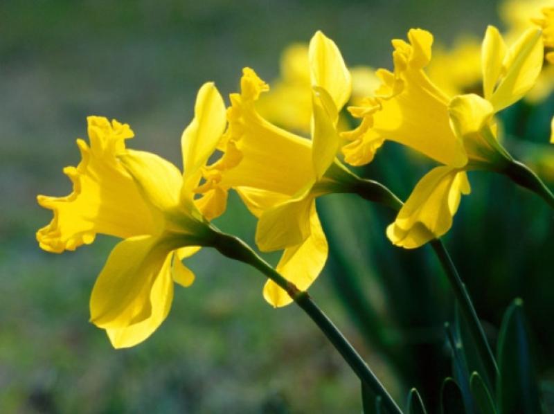 Spring is in the air