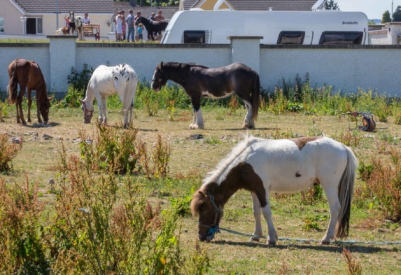 Four of many horses at the Hebron Road site, who were being kept in the 30 degree sun with no water or shade available. Photo: Pat Moore.