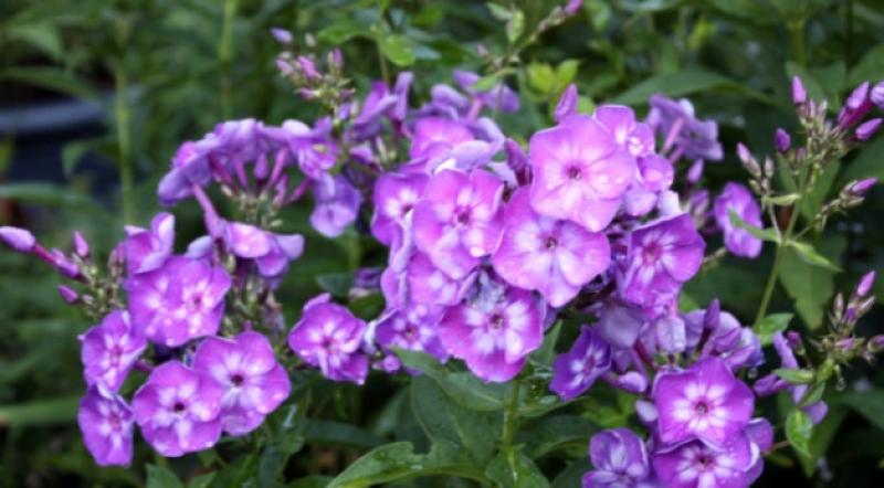 Open Day treat in store in July for Tipperary gardening enthusiasts