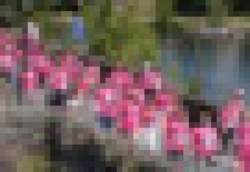 The Pink Ribbon Walk in Killaloe