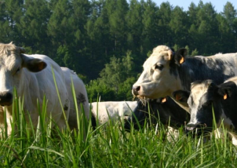 farming