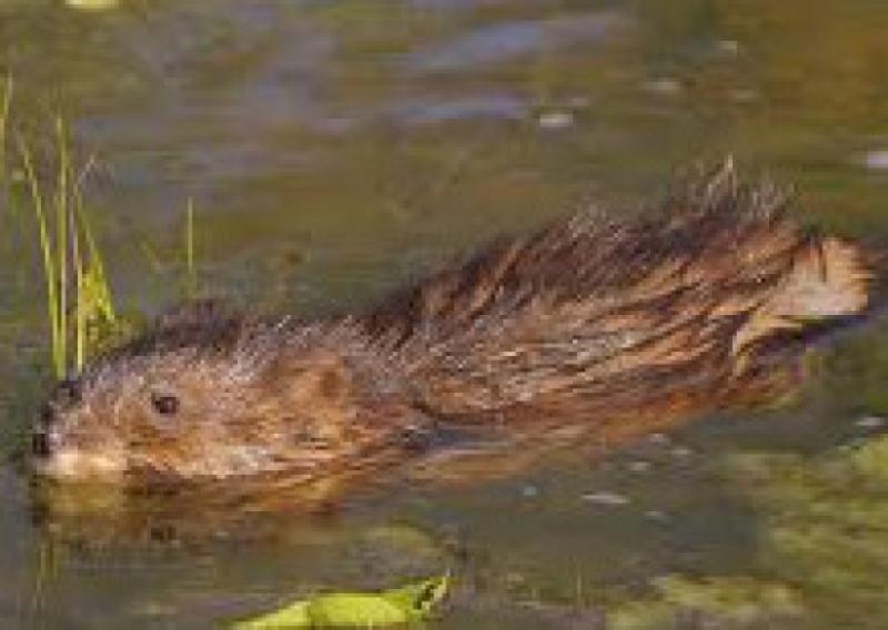 Swamp rat capture recalls days of wild muskrat along Nenagh River
