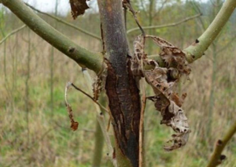 Tipperary farm leader says Government must act 'urgently' on ash dieback compensation