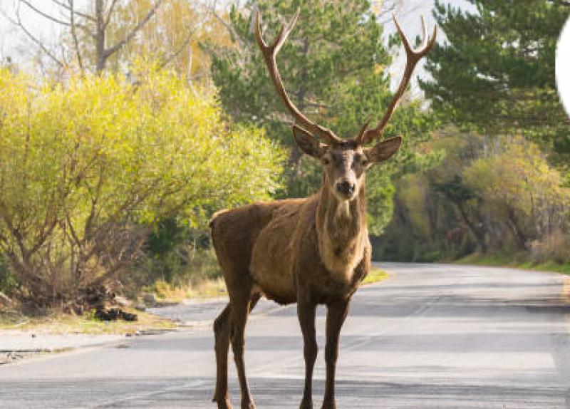 Deer population growth will lead to culling according to report