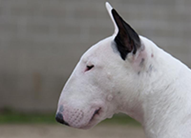 Tipperary garda lured English bull terrier roaming on street into car using fast food