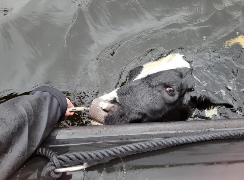 Tipperary sub aqua club members rescue distressed heifer floating in middle of lake