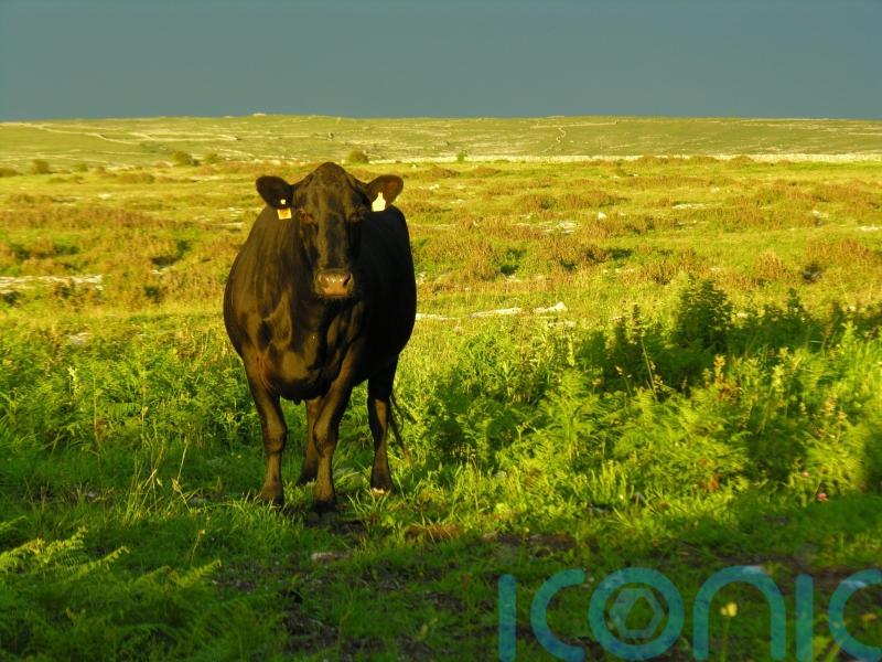 Citizens’ assembly on agriculture the wrong model, says farming group