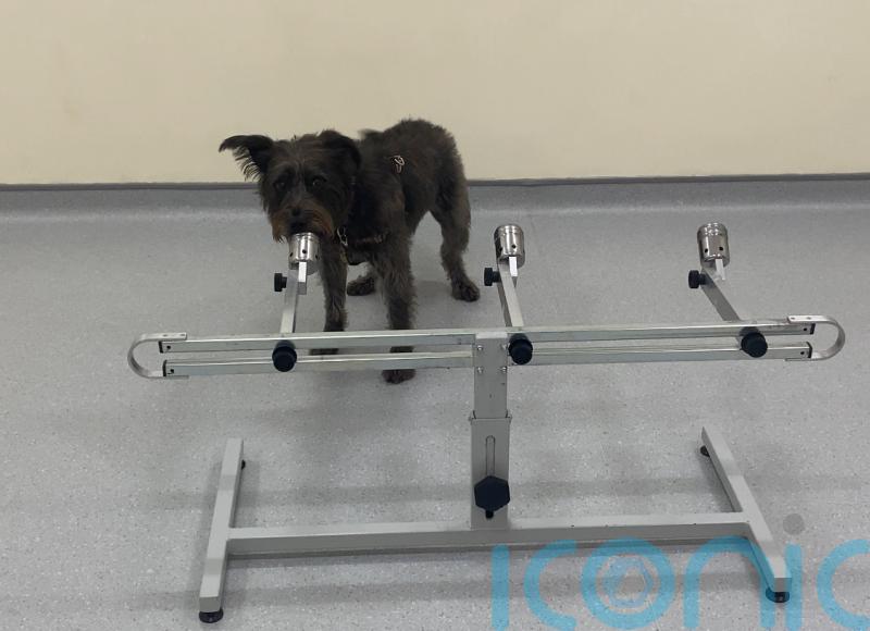 EXPLAINED: How dogs can sniff out the scent of stress