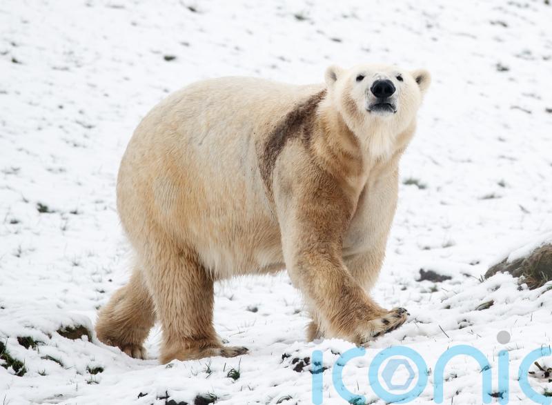 Polar bear kills woman and boy in fatal attack