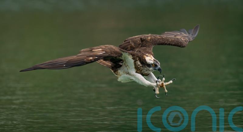 Experts will try to reintroduce ospreys to Ireland this summer