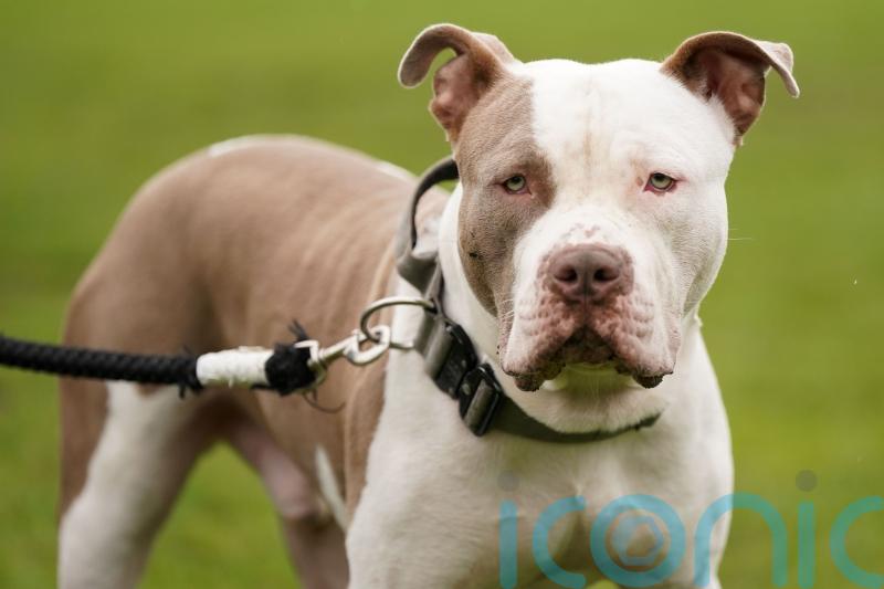 DEADLINE: XL Bully owners must get certificate to avoid imprisonment or &euro;2,500 fine