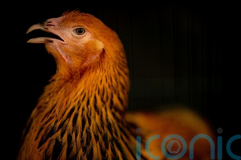 Restrictions to stop spread of avian flu introduced in Northern Ireland