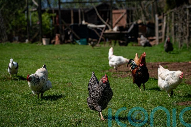 Bird owners &lsquo;should house flocks immediately&rsquo; after second avian flu case