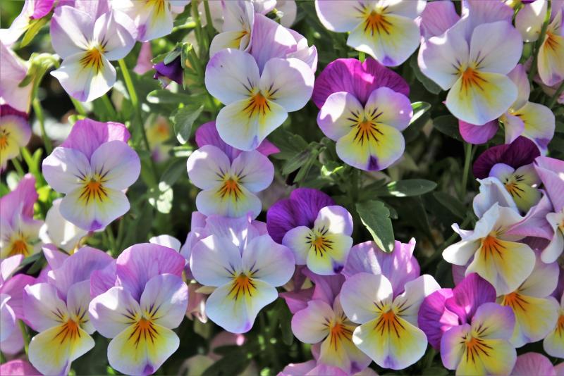Open Garden Day in Tipperary on Sunday promises to be a lovely day