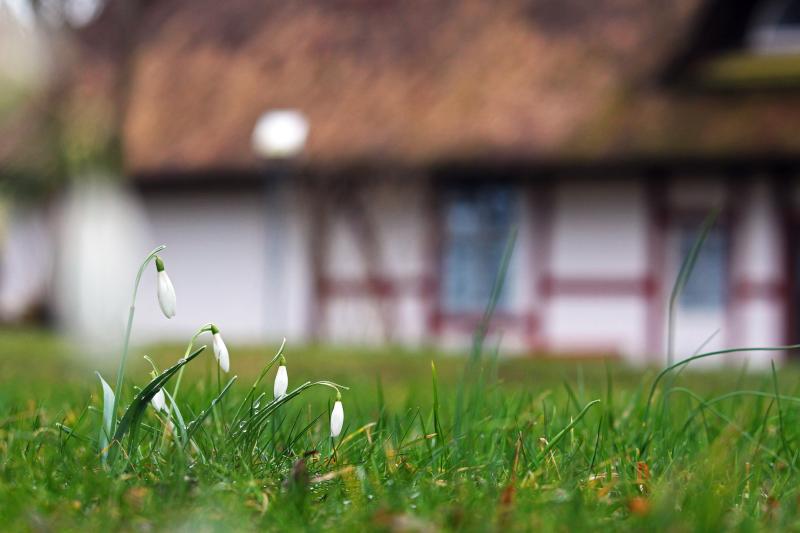 Tipperary Flower and Garden Club head off to Carlow on their annual snowdrop outing