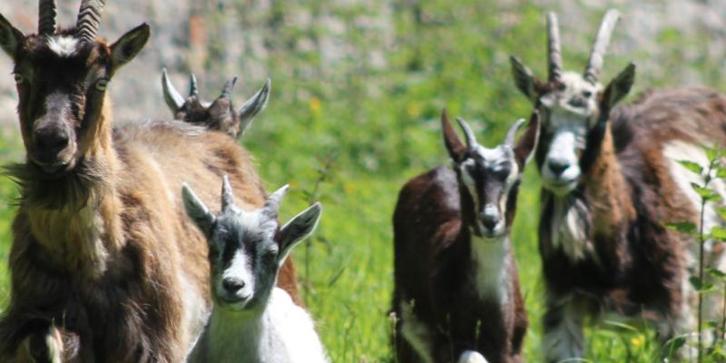 Goat missing Tipperary