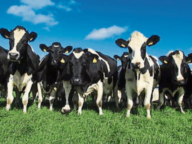 Tipperary farmer to host farm walk