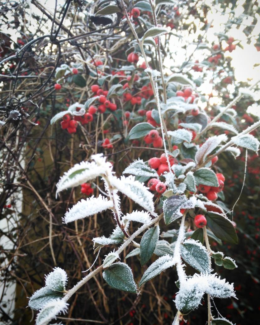 Red berries