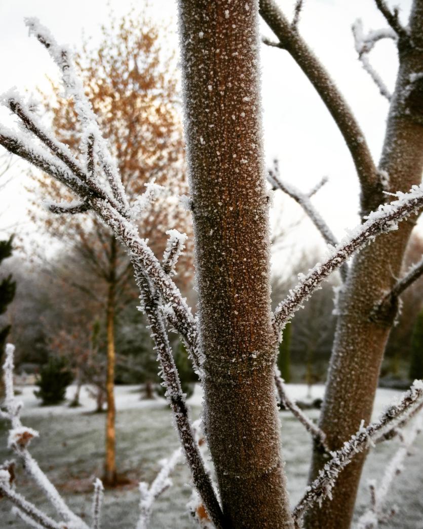 Trees in the frost