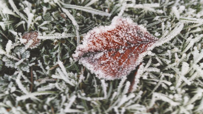 Frosty leaf