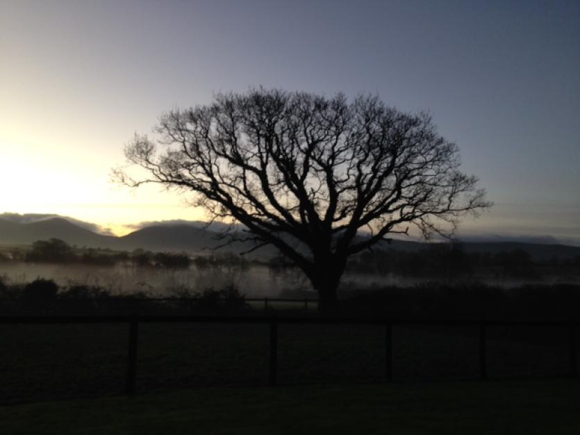 Majestic Oak
