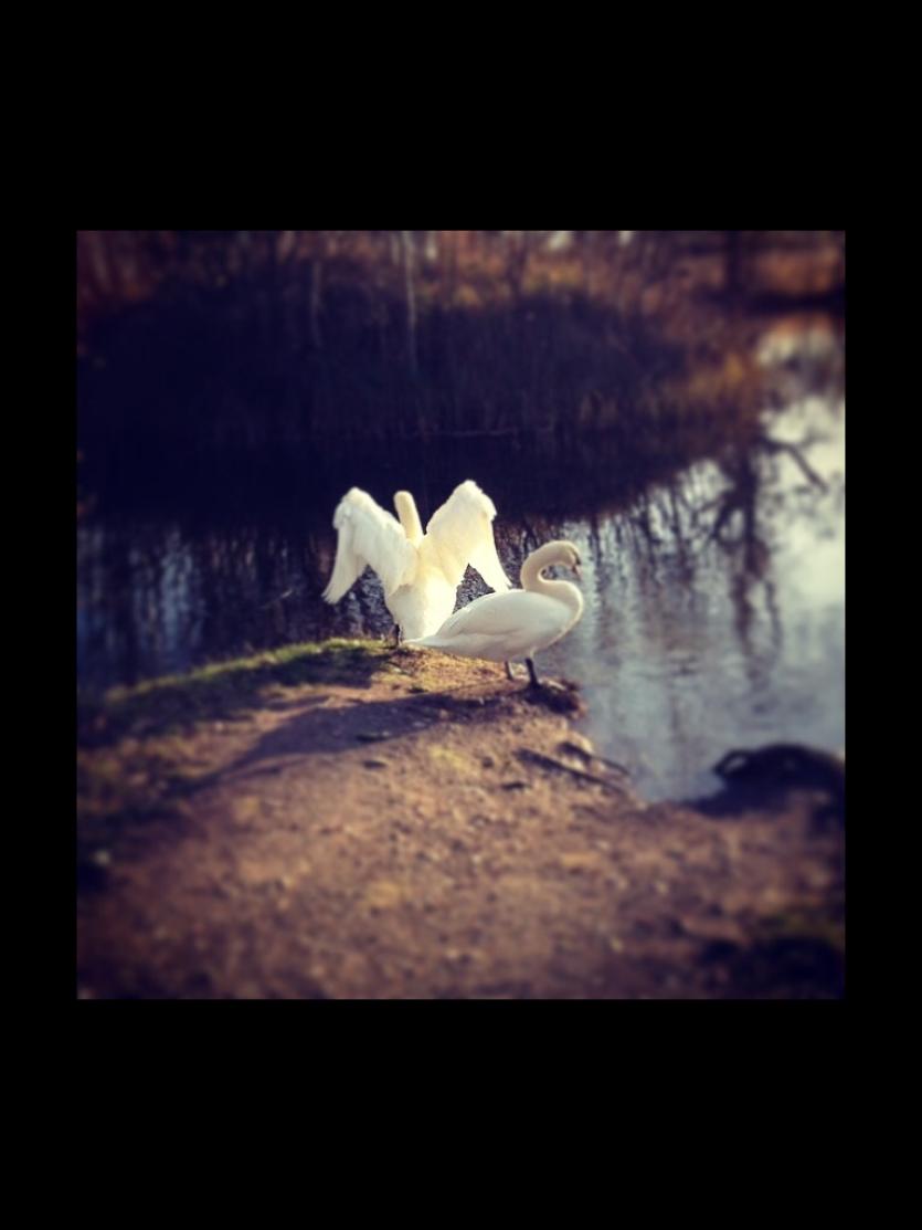  Angels appear in all of nature's beauty