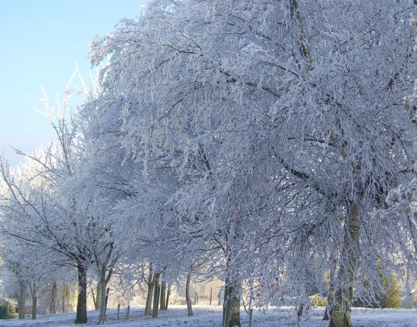 Frosty Trees