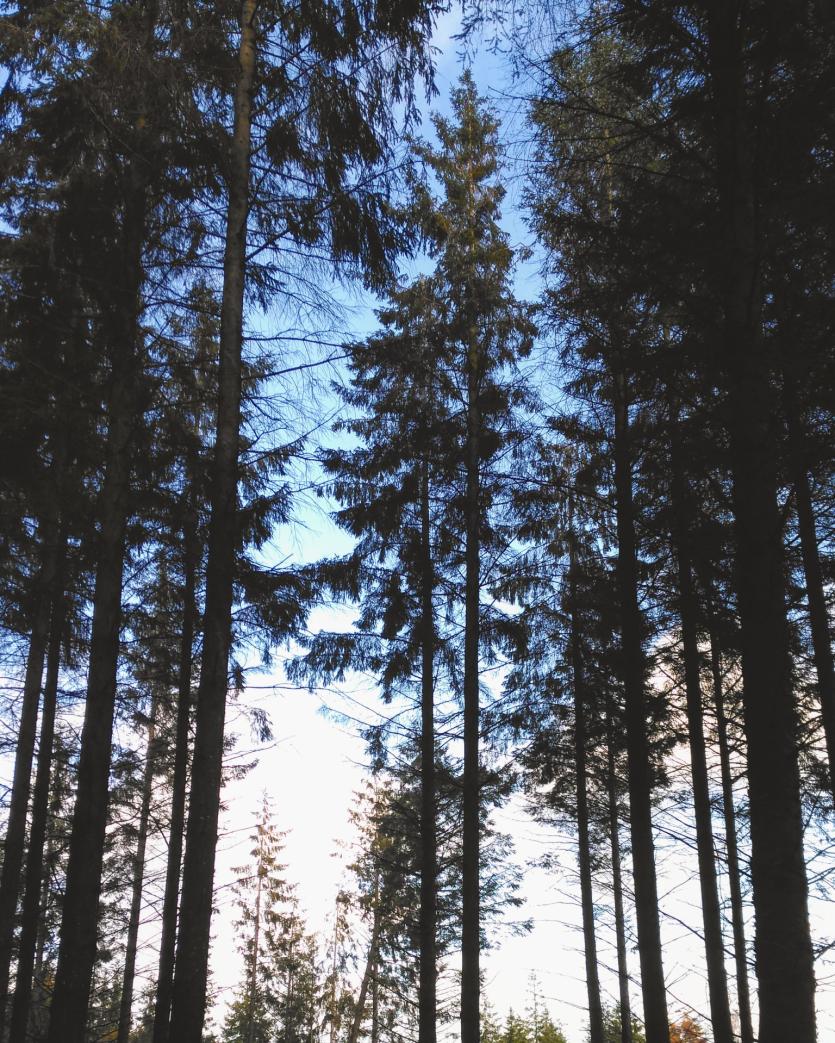 Can't see the wood for the trees...