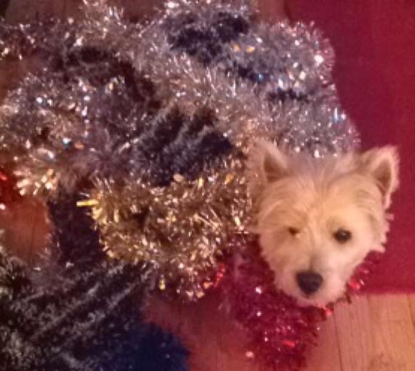 Decorate the ... dog?!
