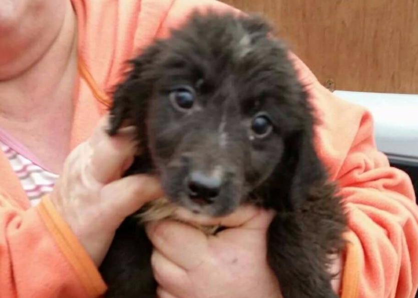 One of the pups abandoned in Templemore