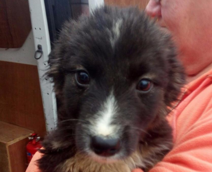 One of the pups abandoned in Templemore