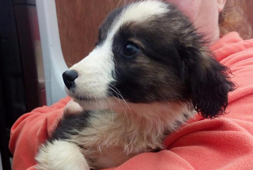 One of the pups abandoned in Templemore