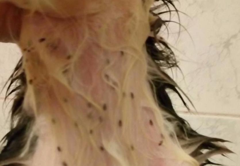 Fleas on one of the Templemore pups after his medicated bath