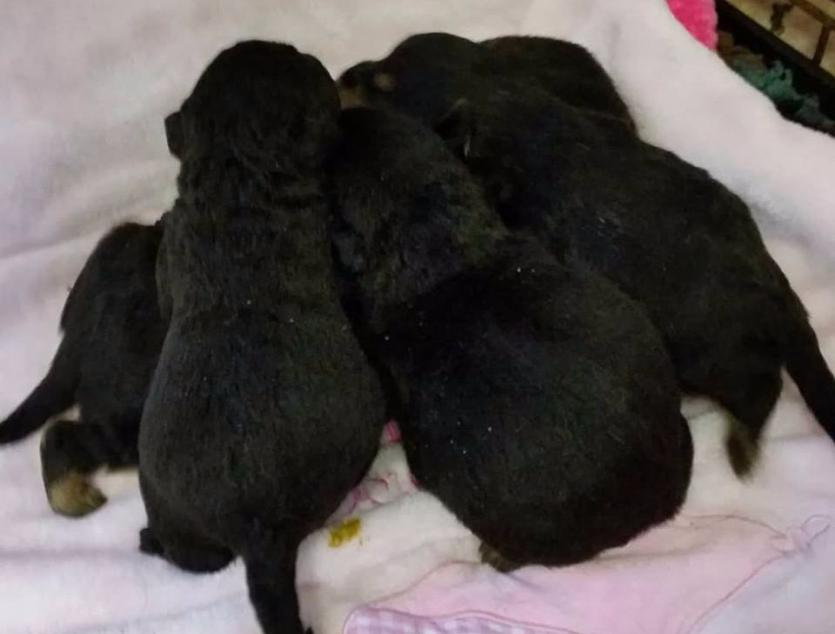 Carey's puppies