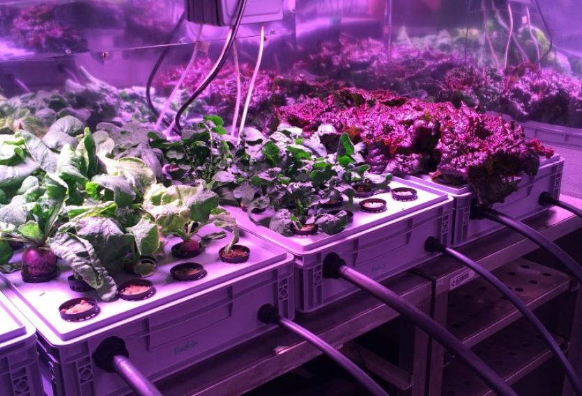 EDEN crops grown in LIT