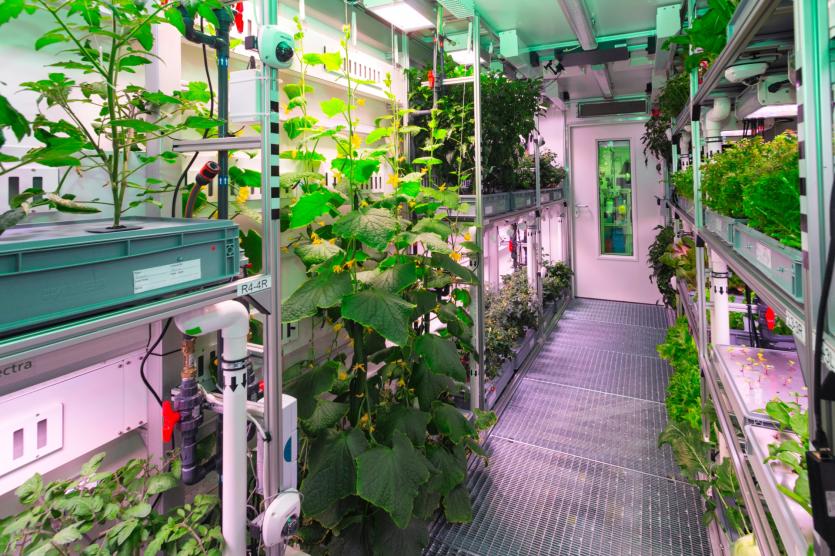 Inside the Future Exploration Greenhouse: late plant growth phase. Image credit: DLR