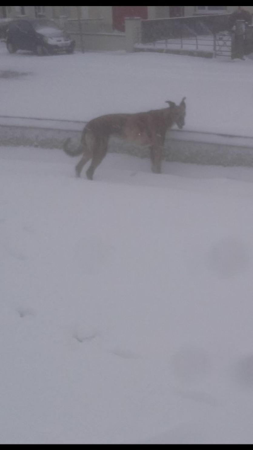 Snow in Tipperary 2018